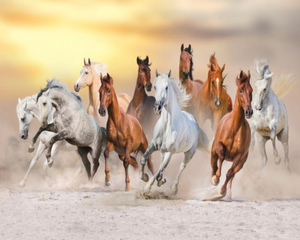 Multiple Horse 3D Wallpaper Running Horses for Wall Covering