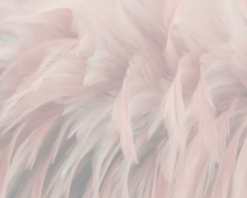 3D Wallpaper Pink Feather Field