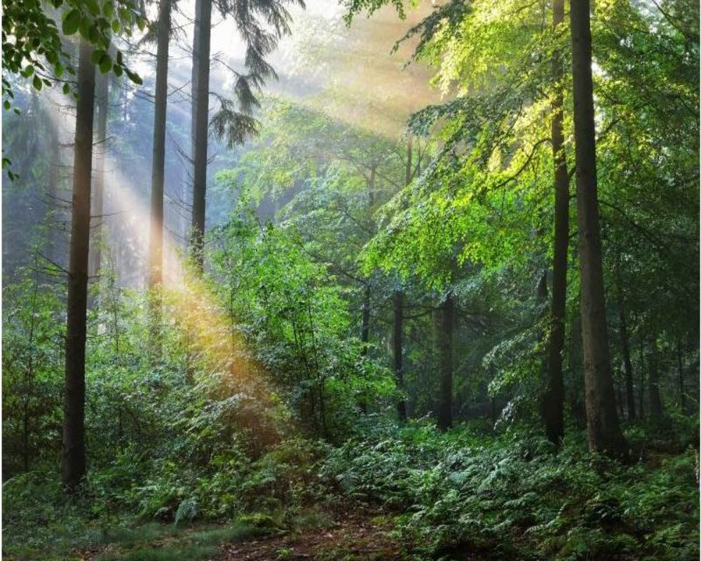 Nature View 3D Wallpaper Natural Mystic Scenery