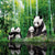 3D Wallpaper Chinese Panda Bears SKU# WAL0190