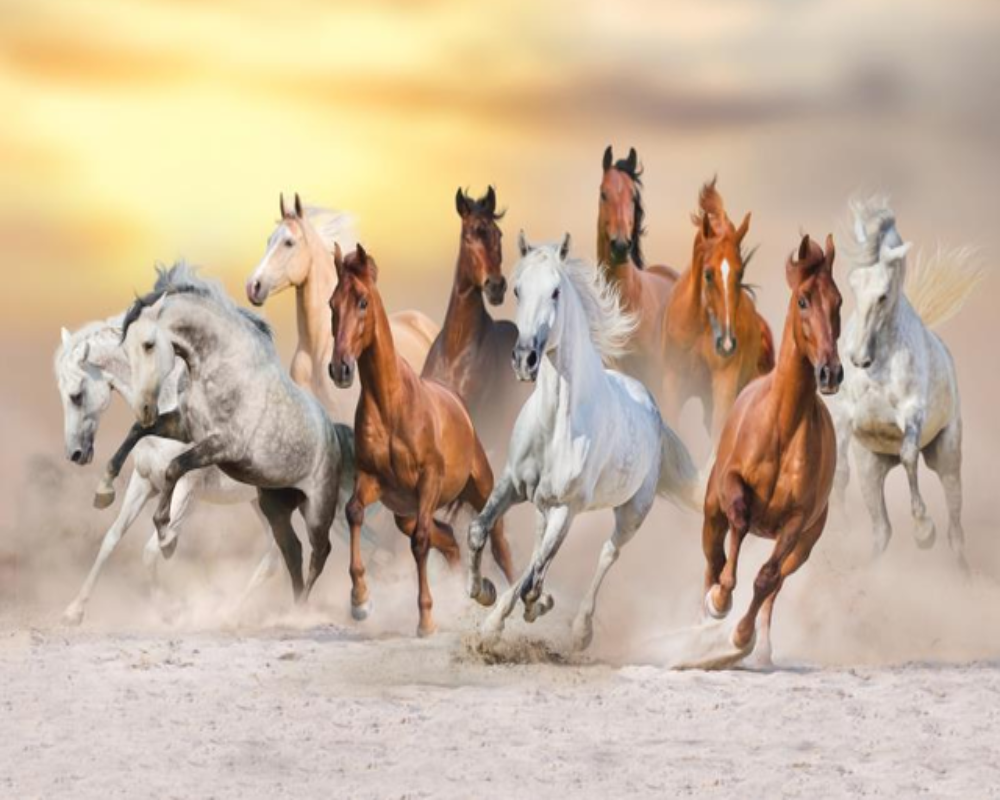 Multiple Horse 3D Wallpaper Running Horses for Wall Covering