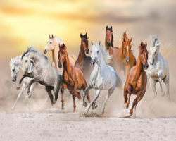 Multiple Horse 3D Wallpaper Running Horses for Wall Covering